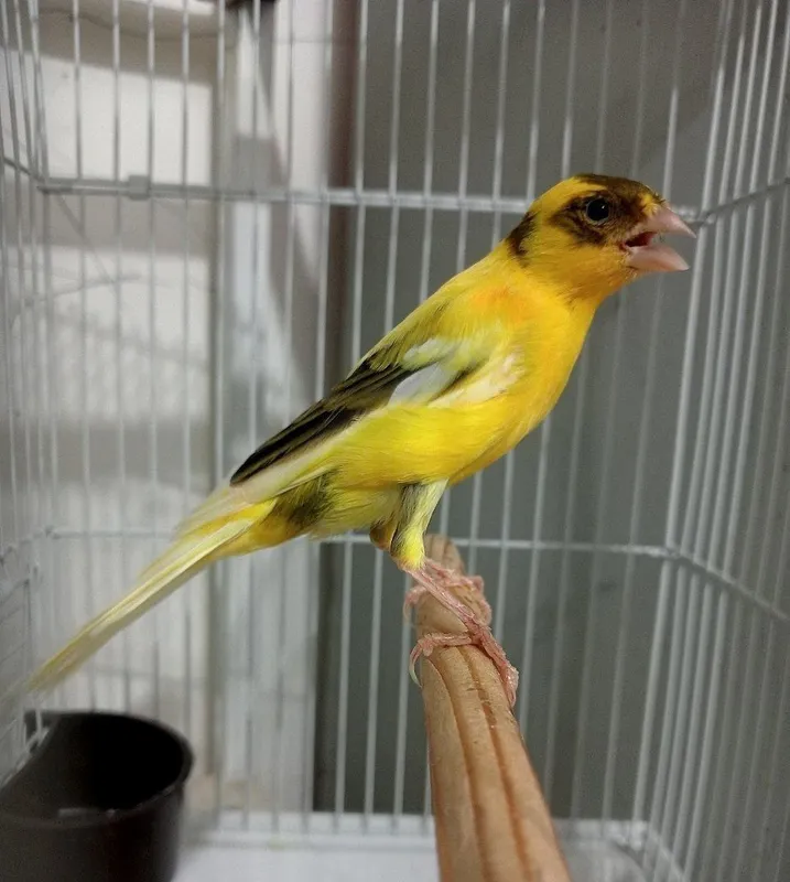 Kanareka limon nar sotiladi