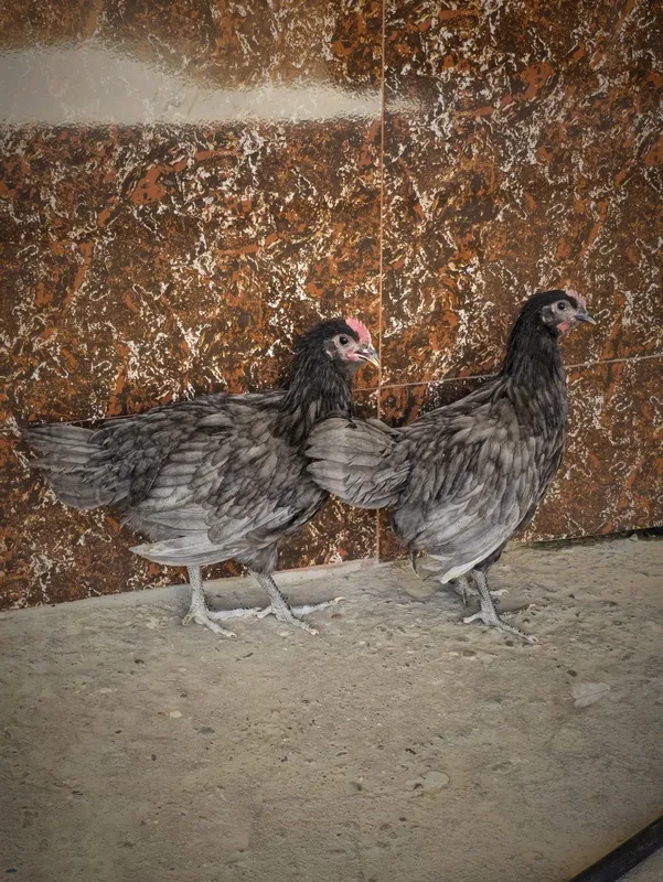 Avstralorp Ruminiya jo'ja xo'rozlar MAvstrarop — фото 2