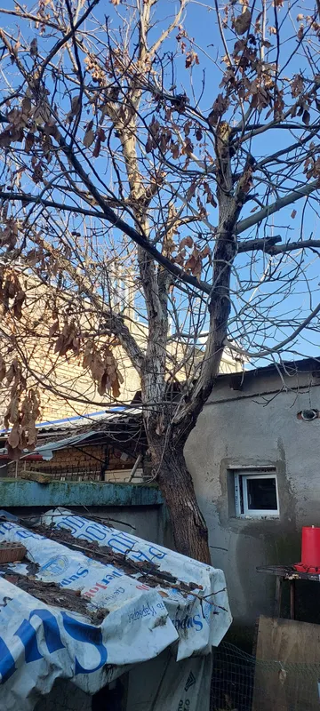 продам орешину на дрова. самоспил.