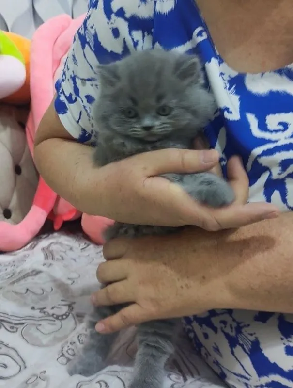 Продается кошка скоттиш страйт