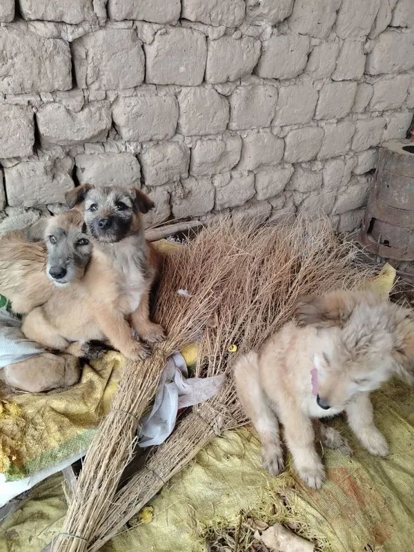 Kafolat beraman yaxshi uy xayvoni — фото 1