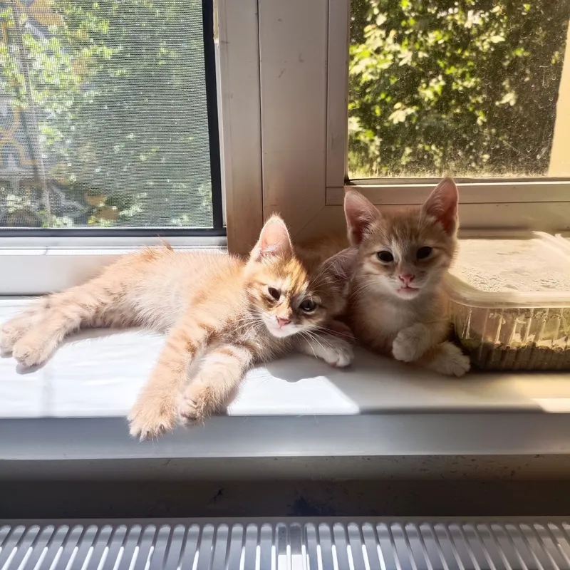 Котята в добрые руки — фото 1 Котята в добрые руки — фото 1