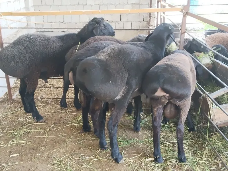Boqilgan Qoʻchqor sotiladi