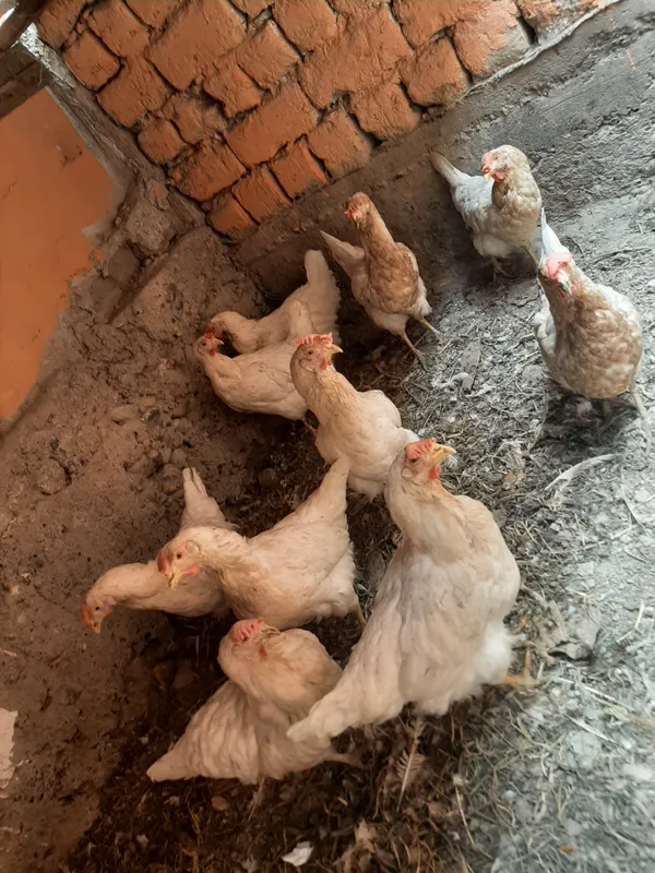 Продаются куры Продаются куры