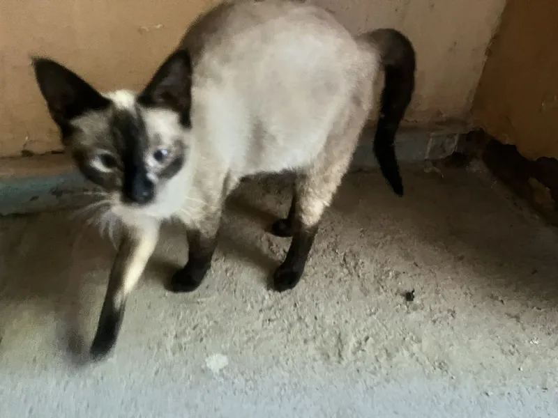 Xomilador aqlli uy mushugi hadyaga beriladi