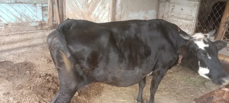 Sogʻlom mol kafolati bilan.. — фото 6
