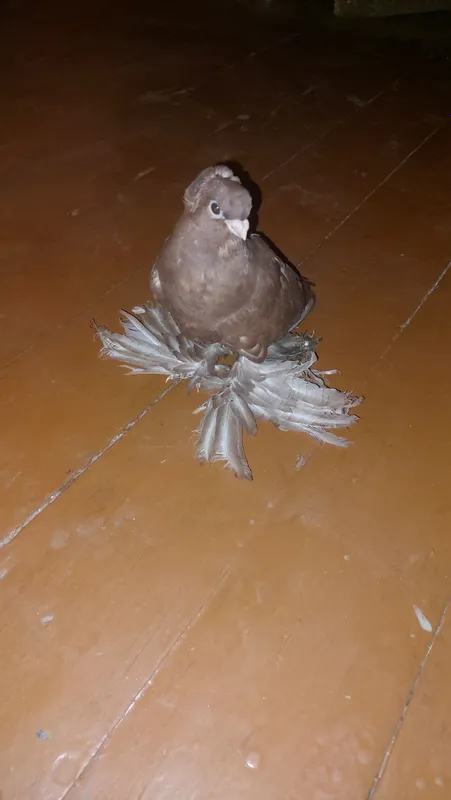 Qush sotiladi pulini kelishamiz tel Tosh vil 2