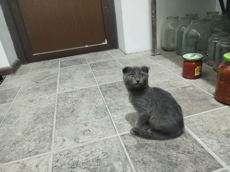 Британская кошка