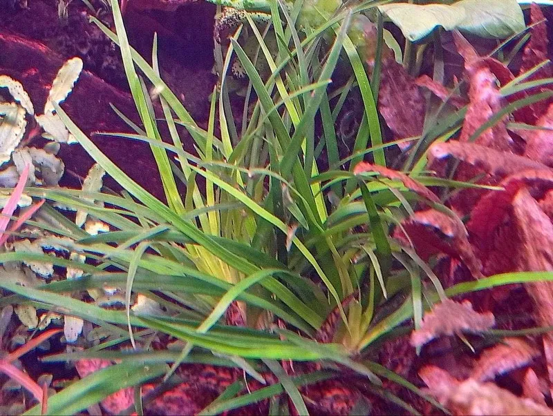 Эриокаулон Вьетнам (Eriocaulon sp. Vietnam) . Аквариумное растение 3