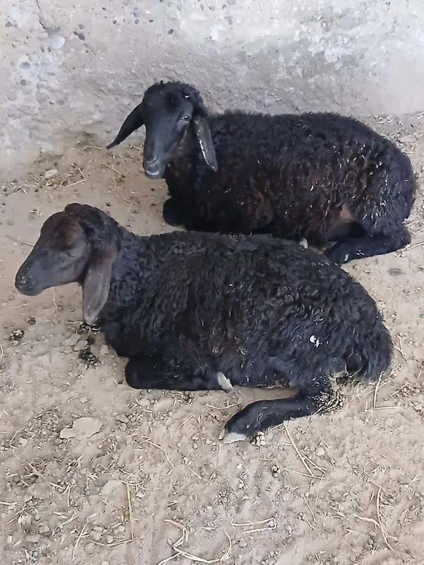 Qo‘zilar sotiladi 3 yarm oylik urg‘ochi 6 Qo‘zilar sotiladi 3 yarm oylik urg‘ochi 6