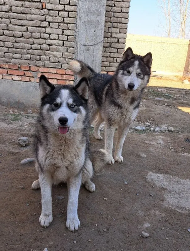Sibirskiy Haski kuchuklar sotiladi 1 Sibirskiy Haski kuchuklar sotiladi 1