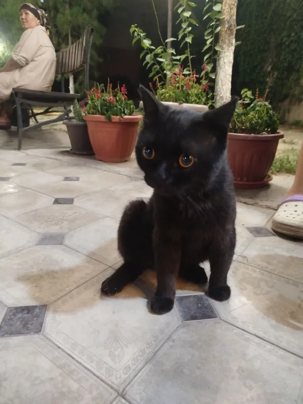 Котик ищет дом!! 1 Котик ищет дом!! 1