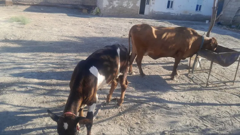 Eston sigir bachasi buqqacha sotiladi 1
