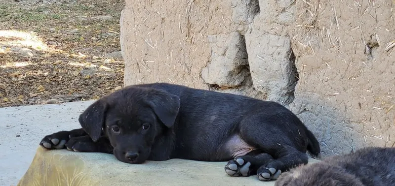 Cane Corso zotli kuchukchalar sotiladi 4 Cane Corso zotli kuchukchalar sotiladi 4