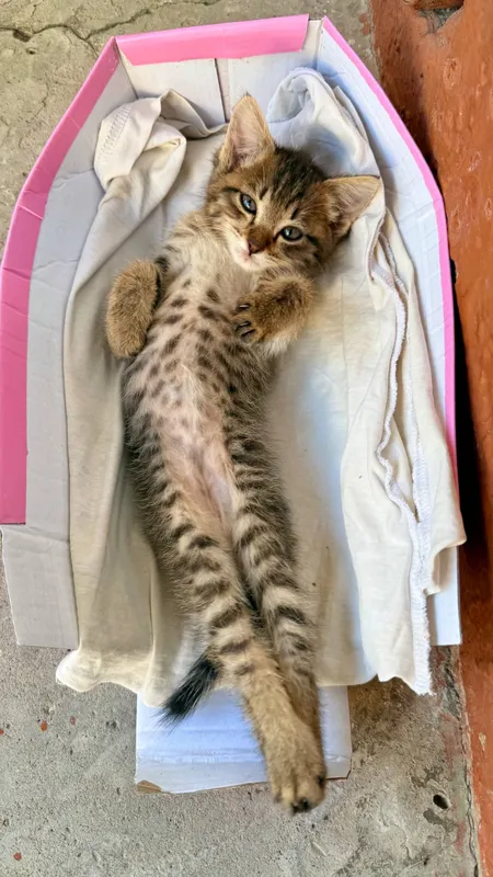 котенок бесплатно — фото 4