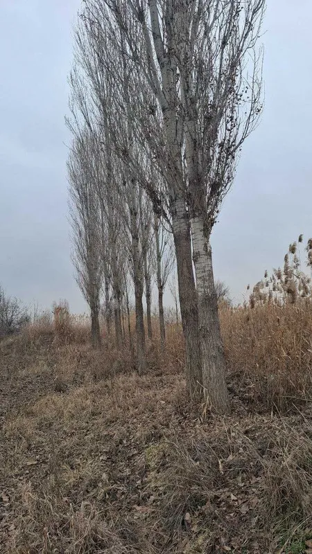 Тераклар 60-65 штук — фото 1