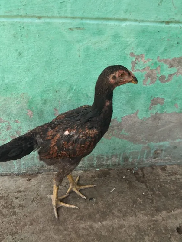 Dakan jojalari bor 3 Dakan jojalari bor 3