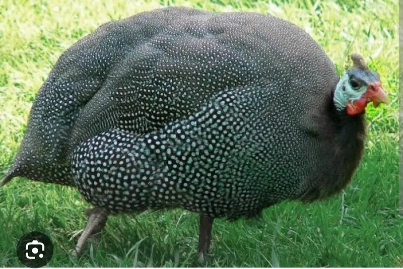 1 yoshli sesarkalar. Har kuni tuxum qo‘yadi 1