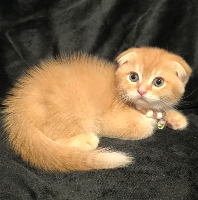 скоттиш фолд — фото 3