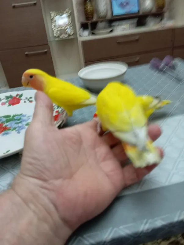 Ручные попугаи неразлучники