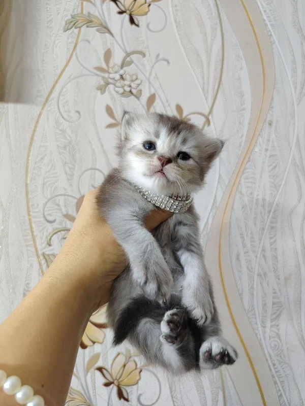 Bron qilish uchun shinchilla mushukchasi 1 Bron qilish uchun shinchilla mushukchasi 1
