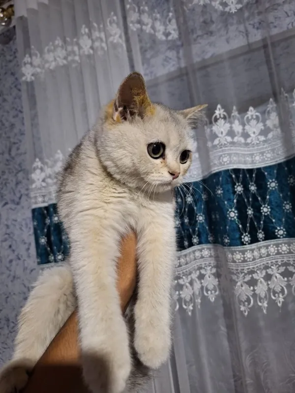 Shinshila qizbola 6 oylik pasportlari bor — фото 1