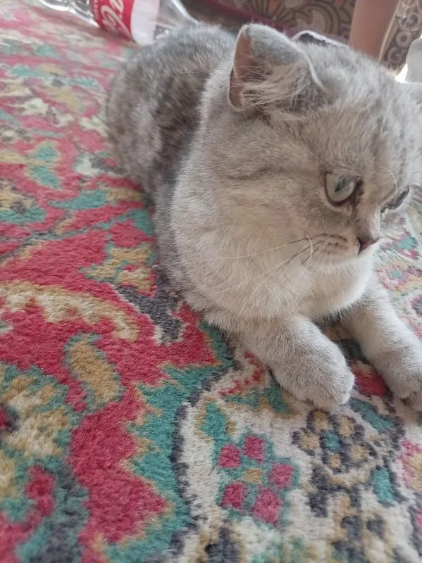 British shorthair mushugi 3 British shorthair mushugi 3