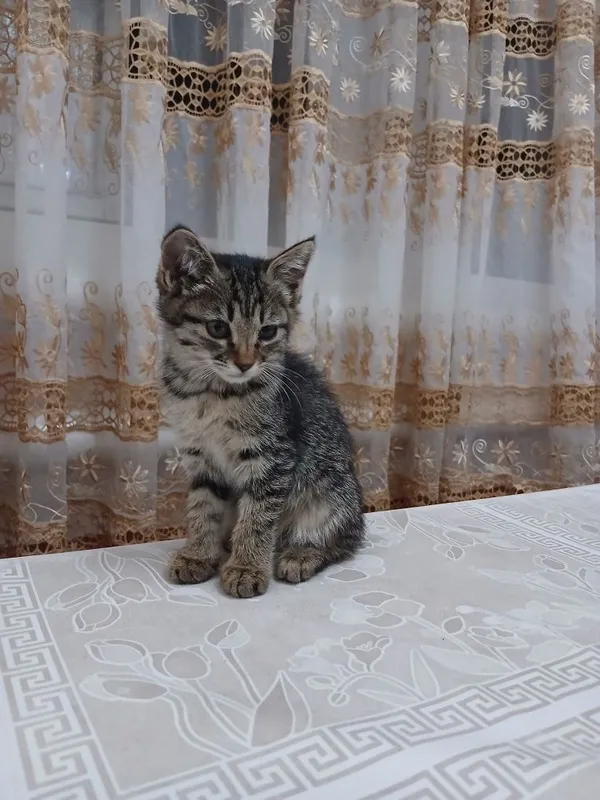 Мушук текинга берилади — фото 1