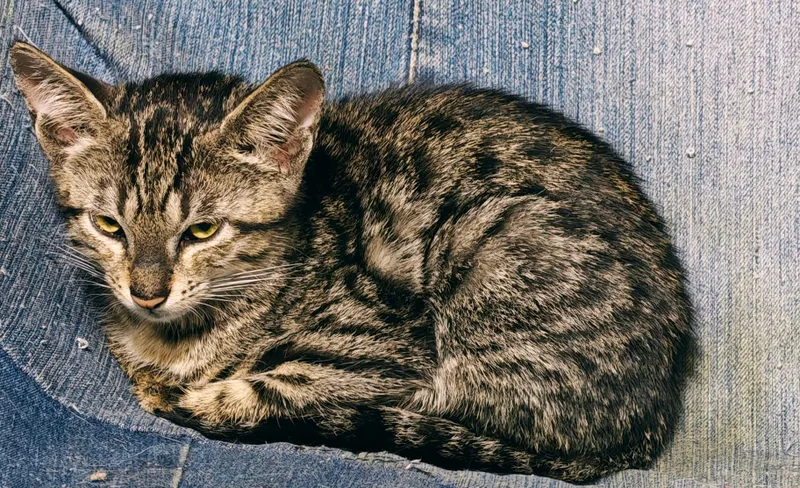 котята 4 котята 4