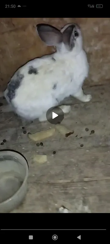 quyonlar sotiladi srochna