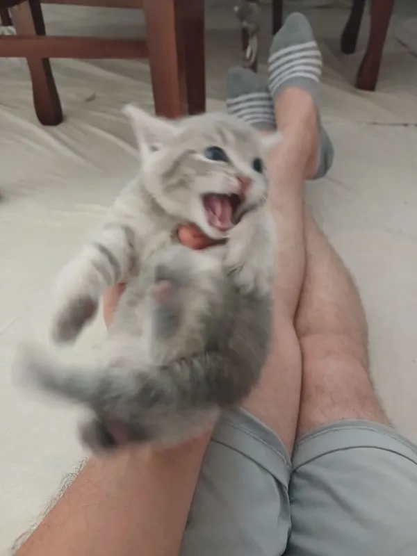 Кошка шотландский скотиш фолд ихнин мама 3 котят Малчики 1 месяц 3 Кошка шотландский скотиш фолд ихнин мама 3 котят Малчики 1 месяц 3