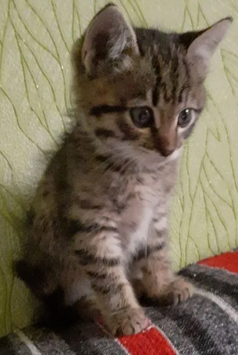 Отдам котёнка-мальчика
