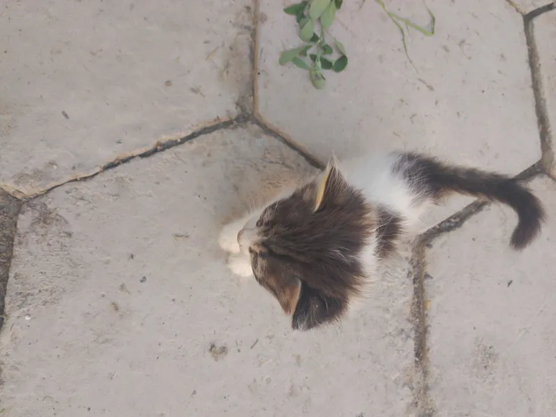 mushuklar sotiladi