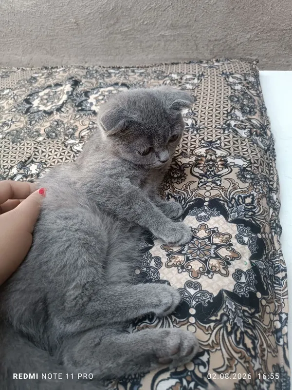 Fold mushuk sotuvda 3 Fold mushuk sotuvda 3