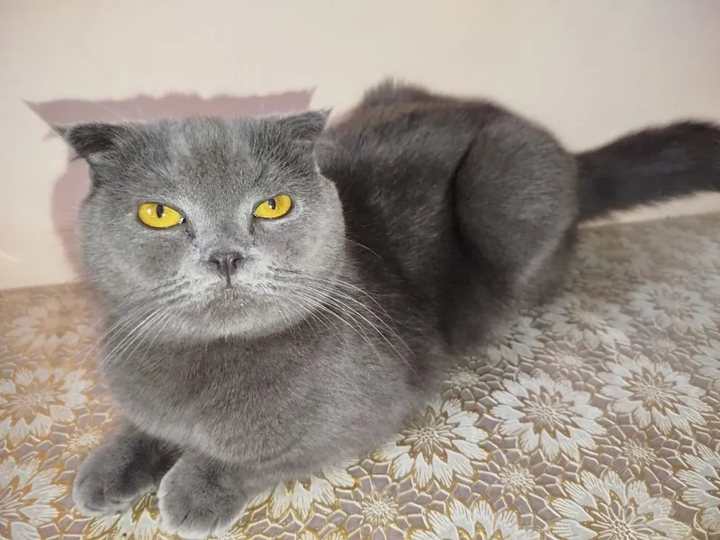 Кошка Скоттиш фолд — фото 1