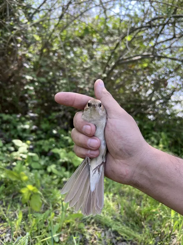 Bulbul sotiladi. Sayrap turpti