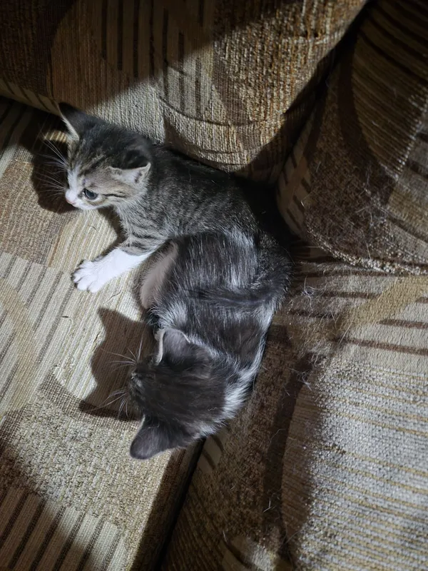 Отдам даром котят — фото 2