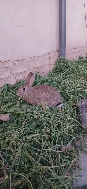 Quyon sotiladi xivada — фото 3