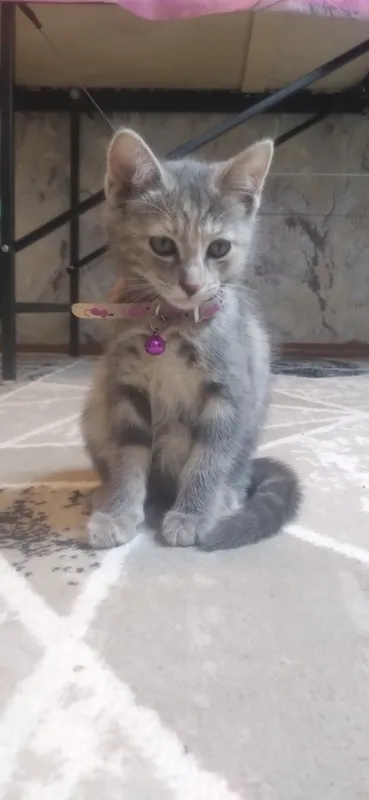 Котёнок 2 месяца