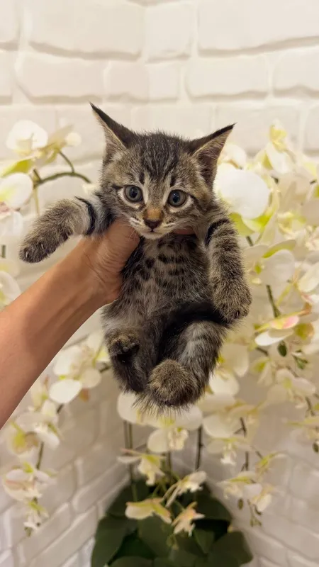 Scottish fold 1ta sotiladi 3ta oddiy parodali mushuk xadyaga beriladi 6 Scottish fold 1ta sotiladi 3ta oddiy parodali mushuk xadyaga beriladi 6