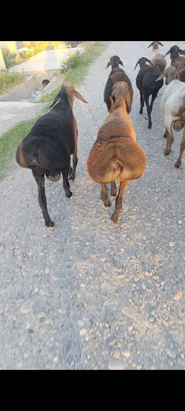 Arashan Gissar 4oylik quzichalar 3 Arashan Gissar 4oylik quzichalar 3