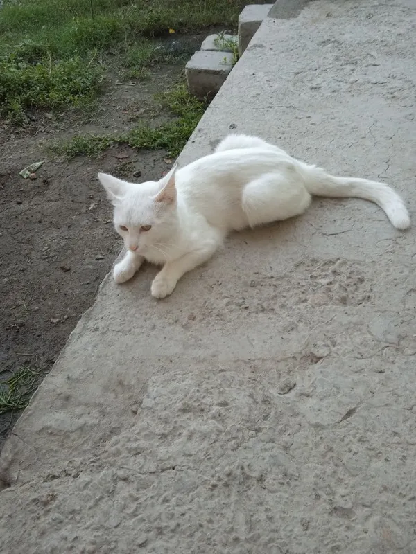 Кошка попадаю туретиская 2