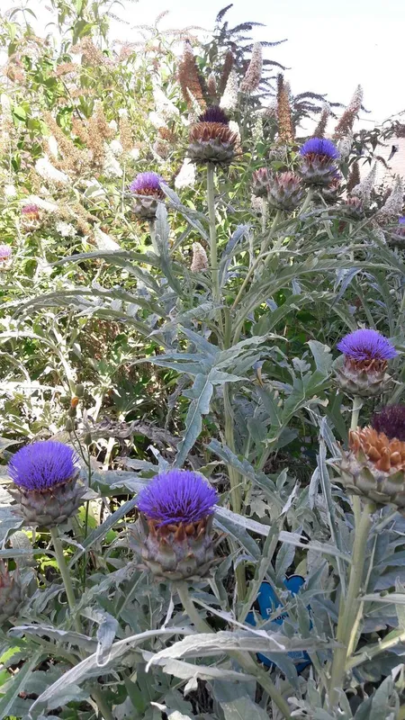 Noyob Artishok (Artichoke) sotiladi,cheklangan. — фото 1