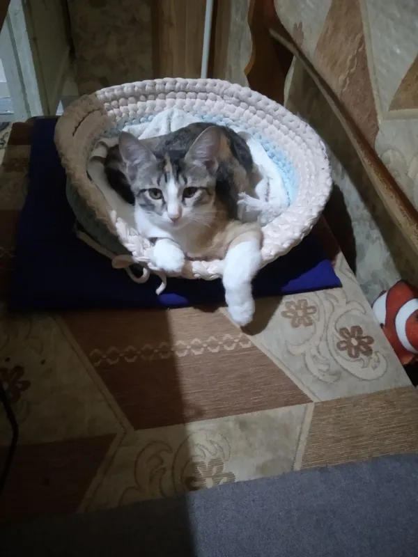 отдаются котята