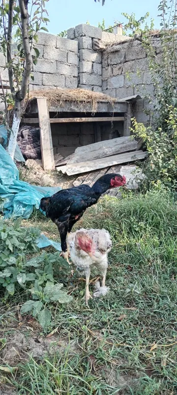 Dakan xuroz va tovuqlari sotuvda, zoti Saman va O shamo. 4 Dakan xuroz va tovuqlari sotuvda, zoti Saman va O shamo. 4