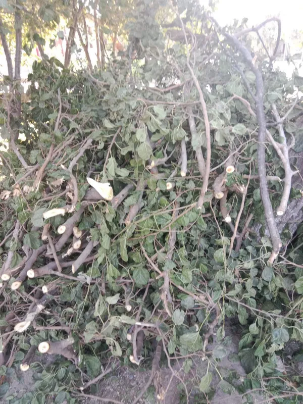 Tutni utinlari sotiladi srochna hul utinlar kundalari kesilgan — фото 1