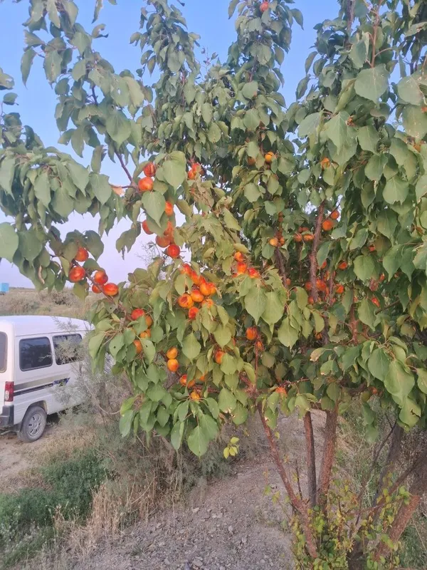 Har xil turdagi ko‘chatlar sotiladi — фото 5