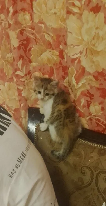 Отдаю котенка в хорошие руки ( 2 месяца, девочка) Отдаю котенка в хорошие руки ( 2 месяца, девочка)