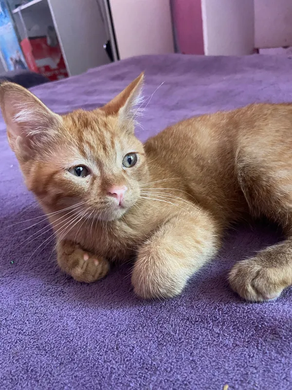 Котята 4 месяца . Два мальчика отдадим в хорошую добрую семью . 3 Котята 4 месяца . Два мальчика отдадим в хорошую добрую семью . 3