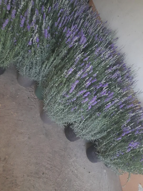 Lavanda — go‘zallik, nafislik va xushbo‘y hid bir joyda! 1 Lavanda — go‘zallik, nafislik va xushbo‘y hid bir joyda! 1